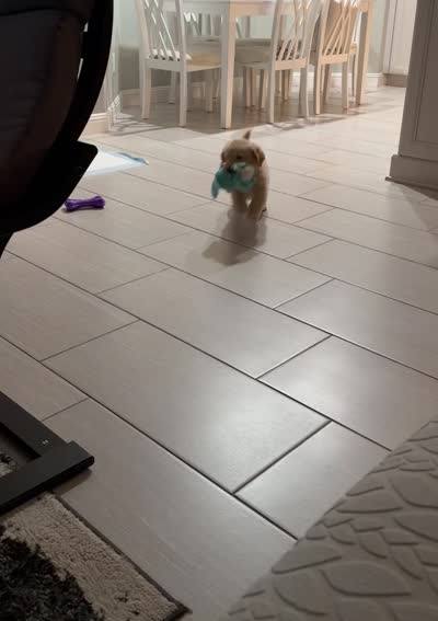 Symba, a male Golden Retriever for sale in Santa Clarita, CA – 4 of 4
