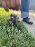 American pocket bully, a female American Bully for sale in Mesquite, TX – 7 of 9