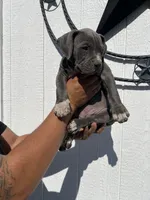 American pocket bully, a female American Bully for sale in Mesquite, TX – 8 of 9