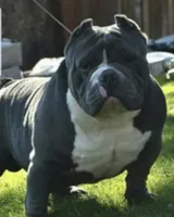 American pocket bully, a female American Bully for sale in Mesquite, TX – 9 of 9