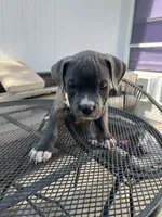 American pocket bully, a female American Bully for sale in Mesquite, TX – 6 of 9