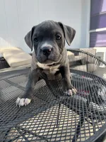 American pocket bully, a female American Bully for sale in Mesquite, TX – 5 of 9