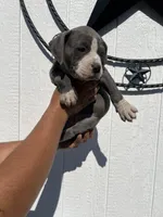 American pocket bully, a female American Bully for sale in Mesquite, TX – 3 of 9