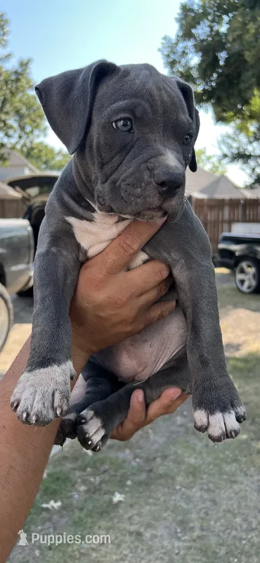 American pocket bully – American Bully puppy for sale in Mesquite, TX