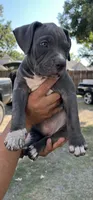 American pocket bully, a female American Bully for sale in Mesquite, TX – 1 of 9