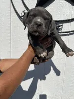 American pocket bully, a female American Bully for sale in Mesquite, TX – 4 of 9
