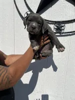 American pocket bully, a female American Bully for sale in Mesquite, TX – 2 of 9