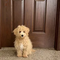 Sammy, a male Maltipoo for sale in Nappanee, IN – Photo 5 of 7