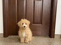 Sammy, a male Maltipoo for sale in Nappanee, IN – Photo 5 of 7