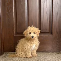 Sammy, a male Maltipoo for sale in Nappanee, IN – Photo 6 of 7