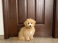 Sammy, a male Maltipoo for sale in Nappanee, IN – Photo 6 of 7
