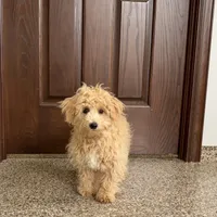 Sammy, a male Maltipoo for sale in Nappanee, IN – Photo 1 of 7
