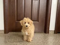 Sammy, a male Maltipoo for sale in Nappanee, IN – Photo 1 of 7