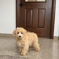 Sammy, a male Maltipoo for sale in Nappanee, IN – Photo 2 of 7