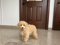 Sammy, a male Maltipoo for sale in Nappanee, IN – Photo 2 of 7