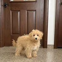 Sammy, a male Maltipoo for sale in Nappanee, IN – Photo 4 of 7