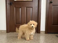 Sammy, a male Maltipoo for sale in Nappanee, IN – Photo 4 of 7