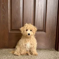 Sammy, a male Maltipoo for sale in Nappanee, IN – Photo 3 of 7