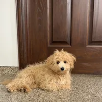 Sammy, a male Maltipoo for sale in Nappanee, IN – Photo 7 of 7