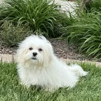 Lucy, a female Lhasa Apso for sale in Nappanee, IN – Photo 10 of 10