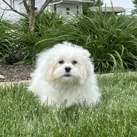 Lucy, a female Lhasa Apso for sale in Nappanee, IN – Photo 3 of 10