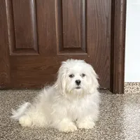 Lucy, a female Lhasa Apso for sale in Nappanee, IN – Photo 5 of 10