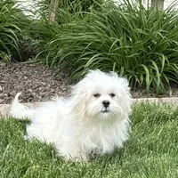 Lucy, a female Lhasa Apso for sale in Nappanee, IN – Photo 8 of 10