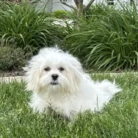 Lucy, a female Lhasa Apso for sale in Nappanee, IN – Photo 4 of 10