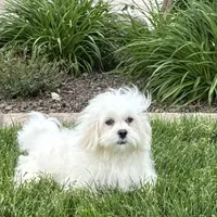 Lucy, a female Lhasa Apso for sale in Nappanee, IN – Photo 7 of 10