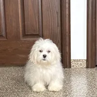 Lucy, a female Lhasa Apso for sale in Nappanee, IN – Photo 6 of 10