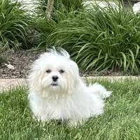 Lucy, a female Lhasa Apso for sale in Nappanee, IN – Photo 1 of 10