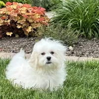 Lucy, a female Lhasa Apso for sale in Nappanee, IN – Photo 2 of 10