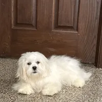 Lucy, a female Lhasa Apso for sale in Nappanee, IN – Photo 9 of 10