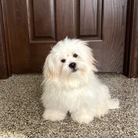 Beau, a male Lhasa Apso for sale in Nappanee, IN – Photo 2 of 5