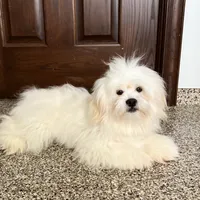 Beau, a male Lhasa Apso for sale in Nappanee, IN – Photo 5 of 5