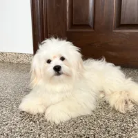 Beau, a male Lhasa Apso for sale in Nappanee, IN – Photo 4 of 5