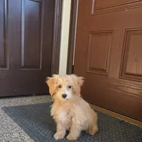 Cindy, a female Maltipoo for sale in Nappanee, IN – Photo 5 of 6