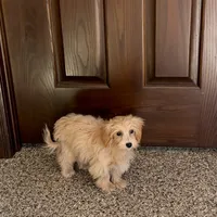Cindy, a female Maltipoo for sale in Nappanee, IN – Photo 6 of 6