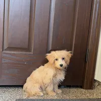 Cindy, a female Maltipoo for sale in Nappanee, IN – Photo 3 of 6