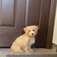 Cindy, a female Maltipoo for sale in Nappanee, IN – Photo 2 of 6