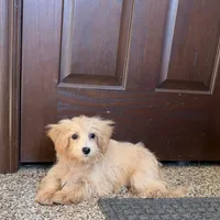 Cindy, a female Maltipoo for sale in Nappanee, IN – Photo 4 of 6