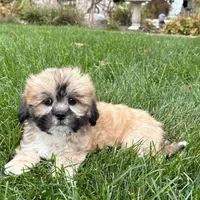 Sammy, a male Lhasa Apso for sale in Nappanee, IN – Photo 1 of 10