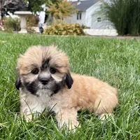 Sammy, a male Lhasa Apso for sale in Nappanee, IN – Photo 8 of 10