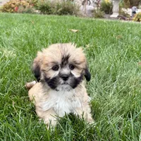 Sammy, a male Lhasa Apso for sale in Nappanee, IN – Photo 9 of 10
