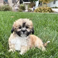 Sammy, a male Lhasa Apso for sale in Nappanee, IN – Photo 4 of 10