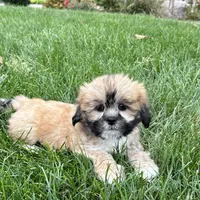 Sammy, a male Lhasa Apso for sale in Nappanee, IN – Photo 3 of 10