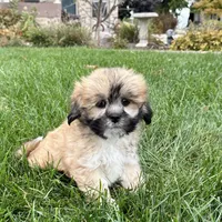 Sammy, a male Lhasa Apso for sale in Nappanee, IN – Photo 5 of 10
