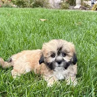 Sammy, a male Lhasa Apso for sale in Nappanee, IN – Photo 2 of 10