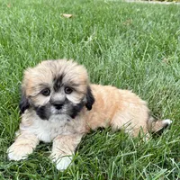 Sammy, a male Lhasa Apso for sale in Nappanee, IN – Photo 7 of 10