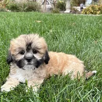 Sammy, a male Lhasa Apso for sale in Nappanee, IN – Photo 6 of 10